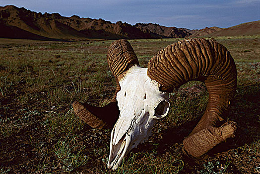 头骨,犄角,戈壁沙漠,蒙古