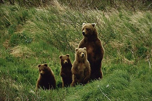 棕熊,溪流,阿拉斯加,美国