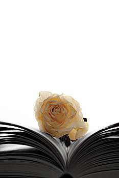 白色蔷薇,书本