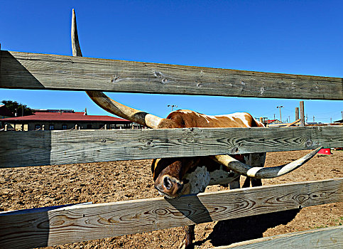 长角牛,家牛,后面,木篱,斯托克亚德斯,国家,历史,地区,堡垒,价值,德克萨斯,美国,北美