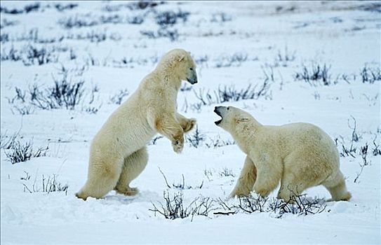 北极熊,玩耍,争斗,哈得逊湾,加拿大,北美