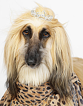 阿富汗猎犬,戴着,钻石,冠状头饰