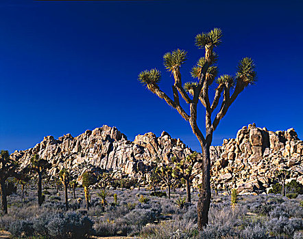 约书亚树,岩石构造,约书亚树国家公园,加利福尼亚,美国
