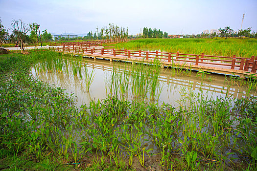 草地,道路,花木,绿色