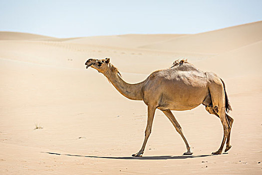 单峰骆驼,沙丘,沙漠,阿联酋,亚洲