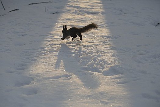 北海道松鼠,雪地