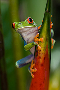 红眼树蛙,北方,哥斯达黎加