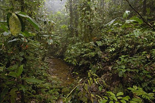 雨林,西部,斜坡,安迪斯山脉,厄瓜多尔