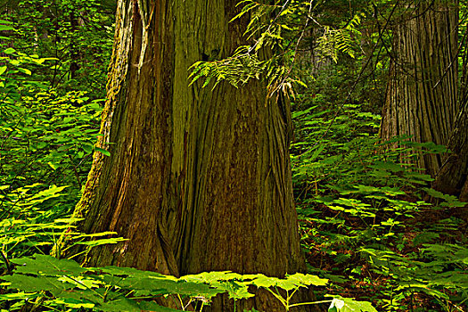 老,雪松,铁杉,小树林,冰川国家公园,不列颠哥伦比亚省,加拿大