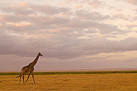 肯尼亚,安伯塞利国家公园,长颈鹿,日落