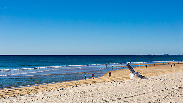 大海,太平洋,黄金海岸