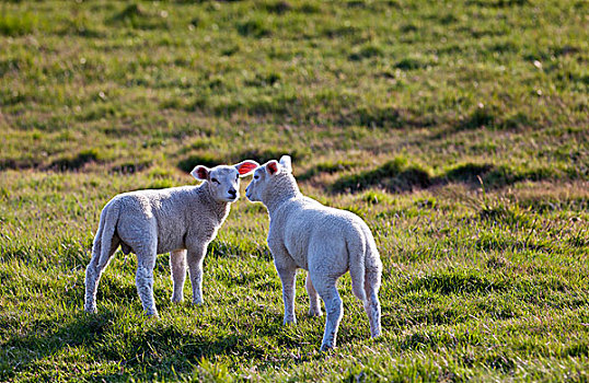 两个,羊羔,草场