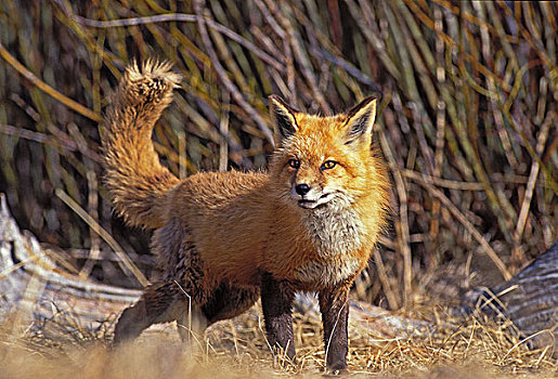 红狐,狐属,成年,加拿大