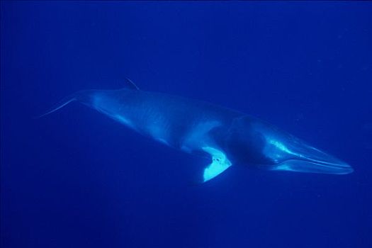 矮小,小须鲸,游动,水下,西澳大利亚