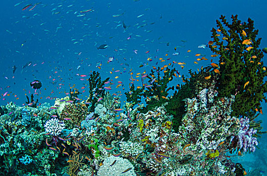 珊瑚礁,不同,斐济