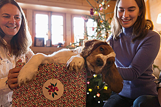 母女,玩,狗,圣诞礼物,盒子