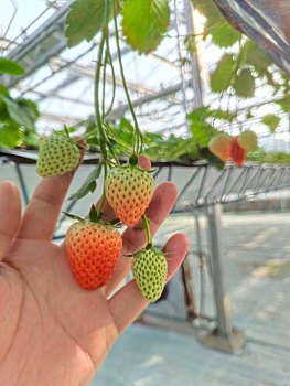 草莓上市,鲜果采摘