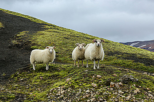 冰岛,三个,绵羊,看,摄影,两个,大,羊羔,火山岩,沙子,苔藓