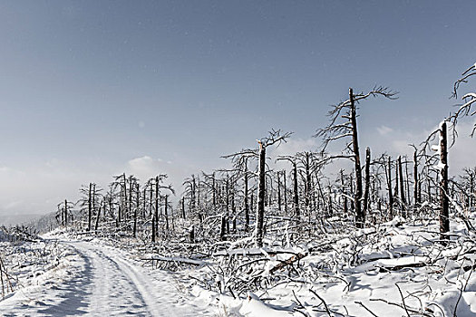 道路,过去,烧,树,积雪