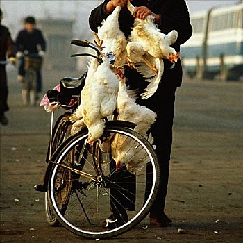 女人,拿着,鸡,站立,靠近,自行车,上海