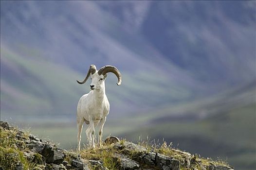 野大白羊,公羊,多彩,德纳里国家公园