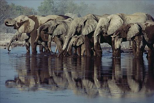 非洲象,牧群,喝,水潭,埃托沙国家公园,纳米比亚