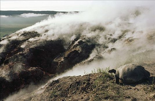 加拉帕戈斯巨龟,加拉帕戈斯象龟,蒸汽,喷气孔,火山口,边缘,阿尔斯多火山,伊莎贝拉岛,加拉帕戈斯群岛,厄瓜多尔