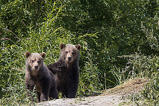 棕熊,兄弟姐妹,堪察加半岛,俄罗斯,欧洲