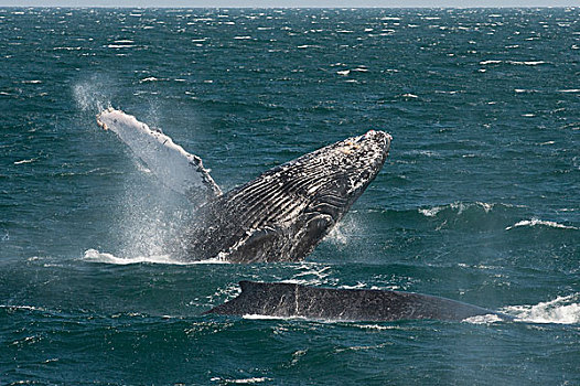 驼背鲸,大翅鲸属,鲸鱼,下加利福尼亚州,墨西哥