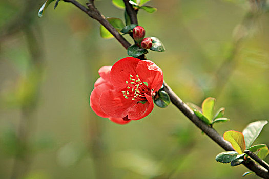 海棠花,花卉