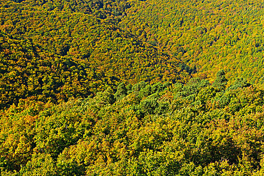 树林,秋天,莱茵兰普法尔茨州,德国