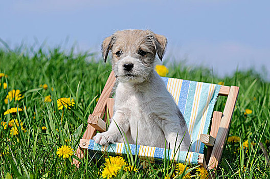 梗犬,小狗,坐,迷你,折叠躺椅,草地
