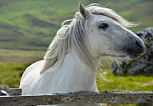 白色,马,鬃毛,萨瑟兰,苏格兰高地,苏格兰,英国,欧洲
