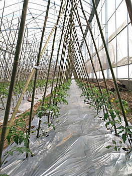 大棚种植,温室育苗