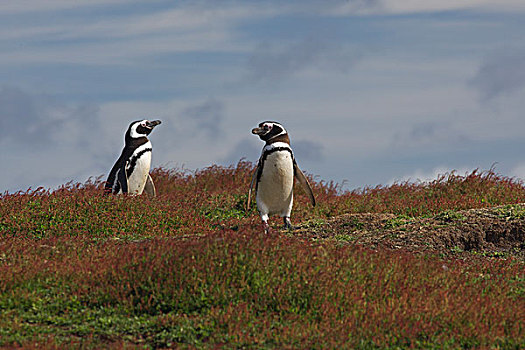 企鹅,福克兰群岛,南美