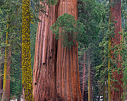 巨杉,树,加利福尼亚