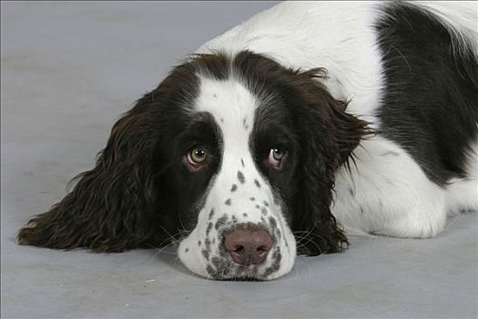 英国史宾格犬,小狗,6个月大