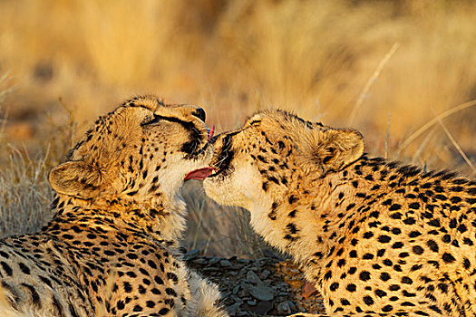 印度豹,猎豹,雄性,晚上,俘获,纳米比亚,非洲
