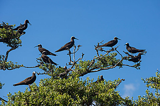 鸟,鸟岛,土阿莫土岛,法属玻利尼西亚