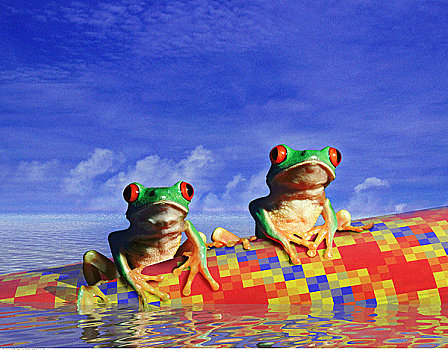 青蛙,漂浮,水中
