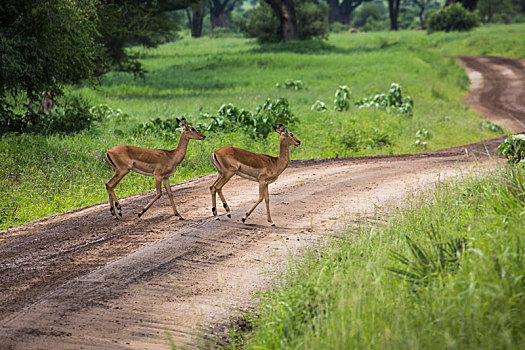 女性,黑斑羚,幼兽,塔兰吉雷国家公园,野生动植物保护区,坦桑尼亚,非洲