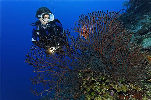 潜水员,灯,看,海扇,险峻,落下,珊瑚礁,伯利兹,中美洲,加勒比海