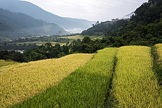 绿色,农作物,山谷,廷布,不丹