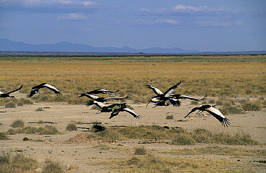 肯尼亚,安伯塞利国家公园,冠,鹤,起飞