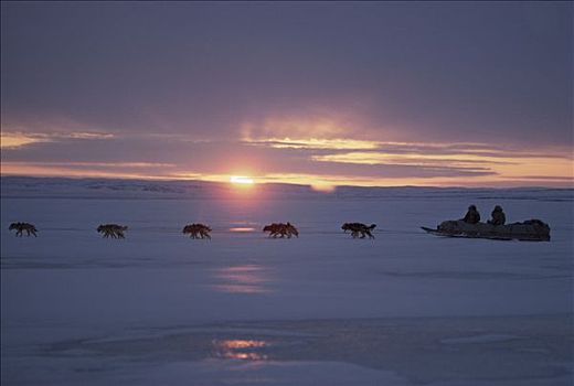 因纽特人,狗拉雪橇,子夜太阳,艾利斯摩尔岛,加拿大