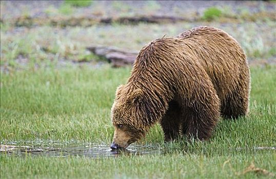 棕熊,饮用水,卡特麦国家公园,阿拉斯加