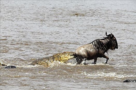 鳄鱼,攻击,角马,水中,马赛马拉国家保护区,肯尼亚,俯拍