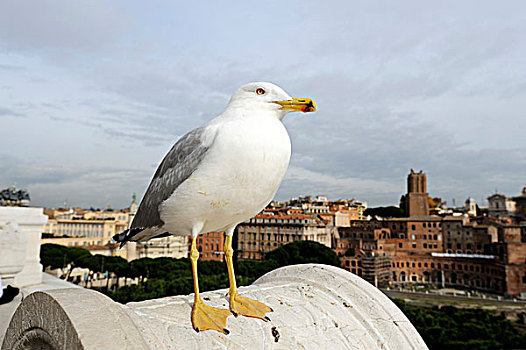 海鸥,高处,屋顶,罗马,意大利,欧洲