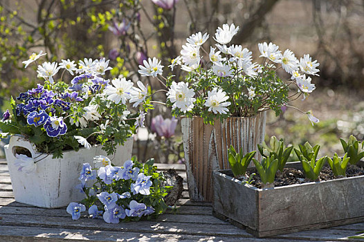 希腊银莲花,白色,华丽,樱草属植物