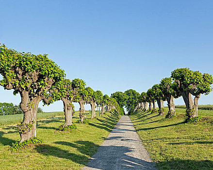 道路,普通,酸橙树,靠近,城堡,角度,梅克伦堡前波莫瑞州,德国,欧洲